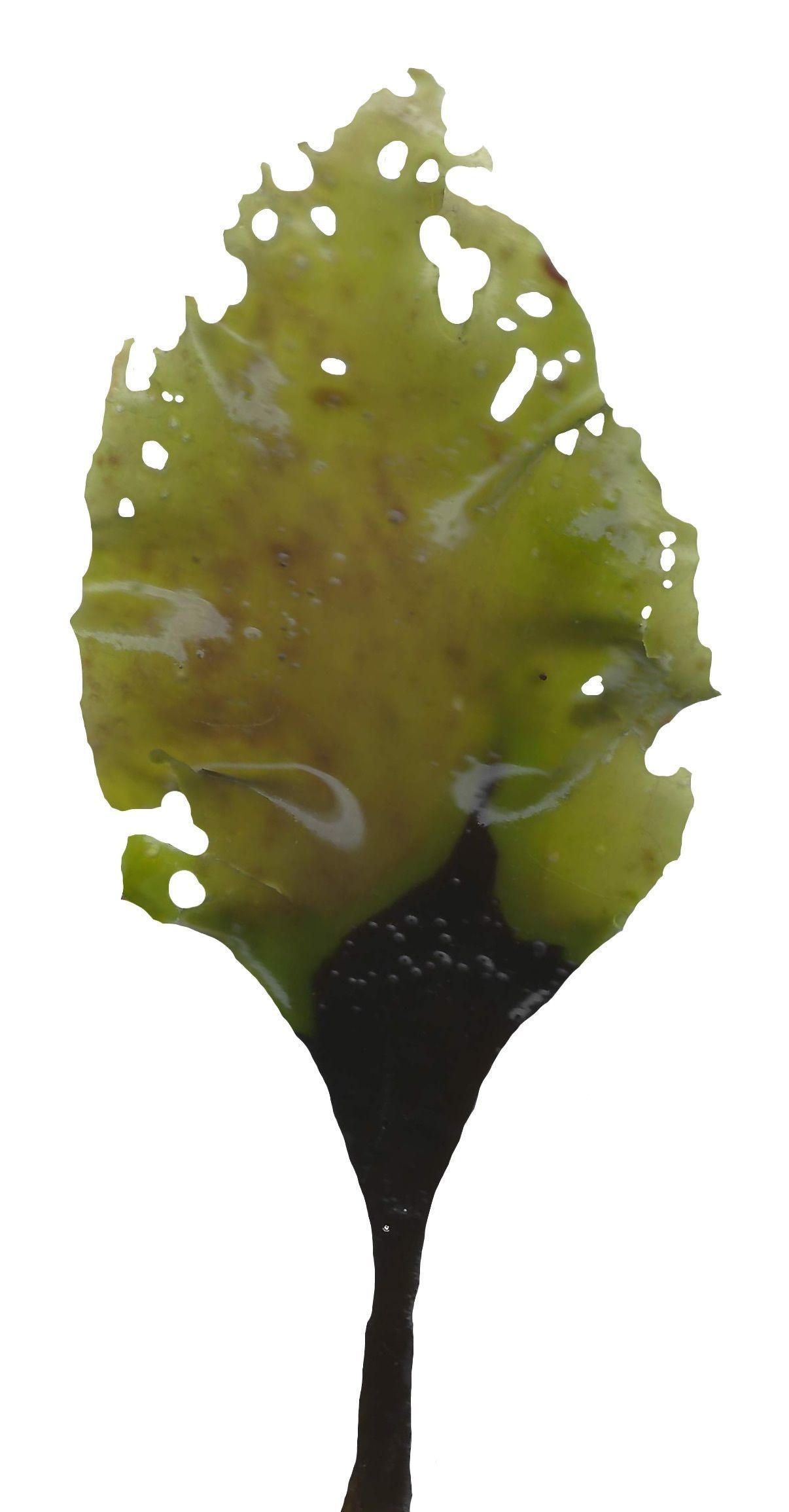 Green Algae Scanned Texture Pack - 16 Textures Texture_6