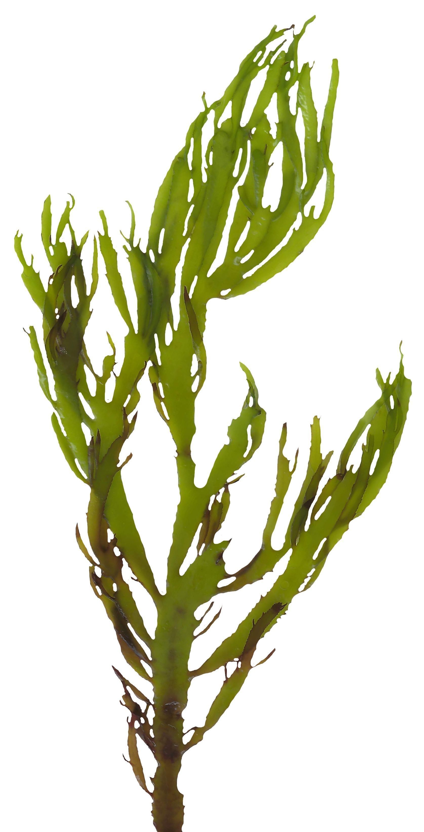 Green Algae Scanned Texture Pack - 16 Textures Texture_2