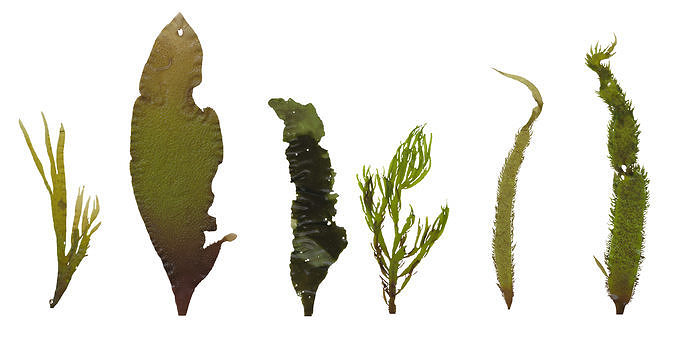 Green Algae  Scanned Texture Pack - 16 Textures Texture