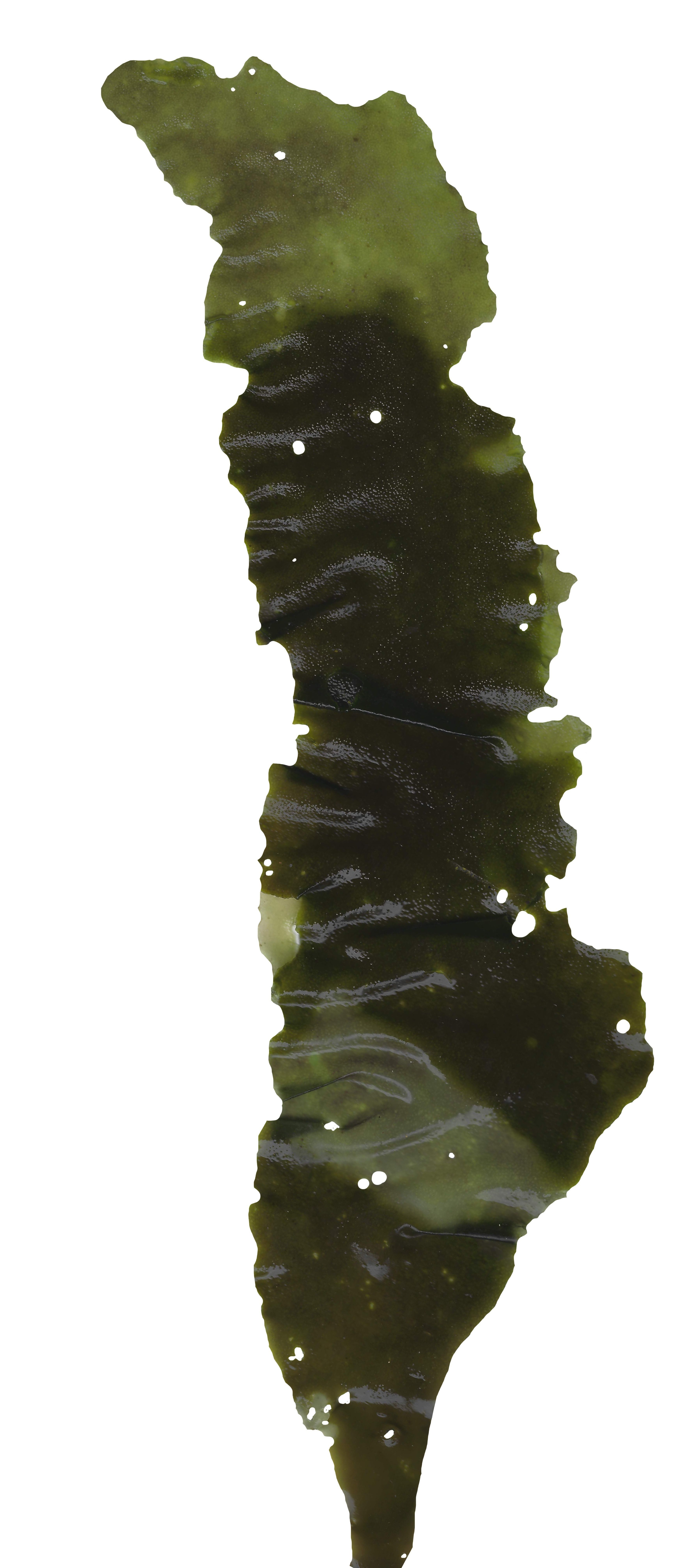 Green Algae Scanned Texture Pack - 16 Textures Texture_7