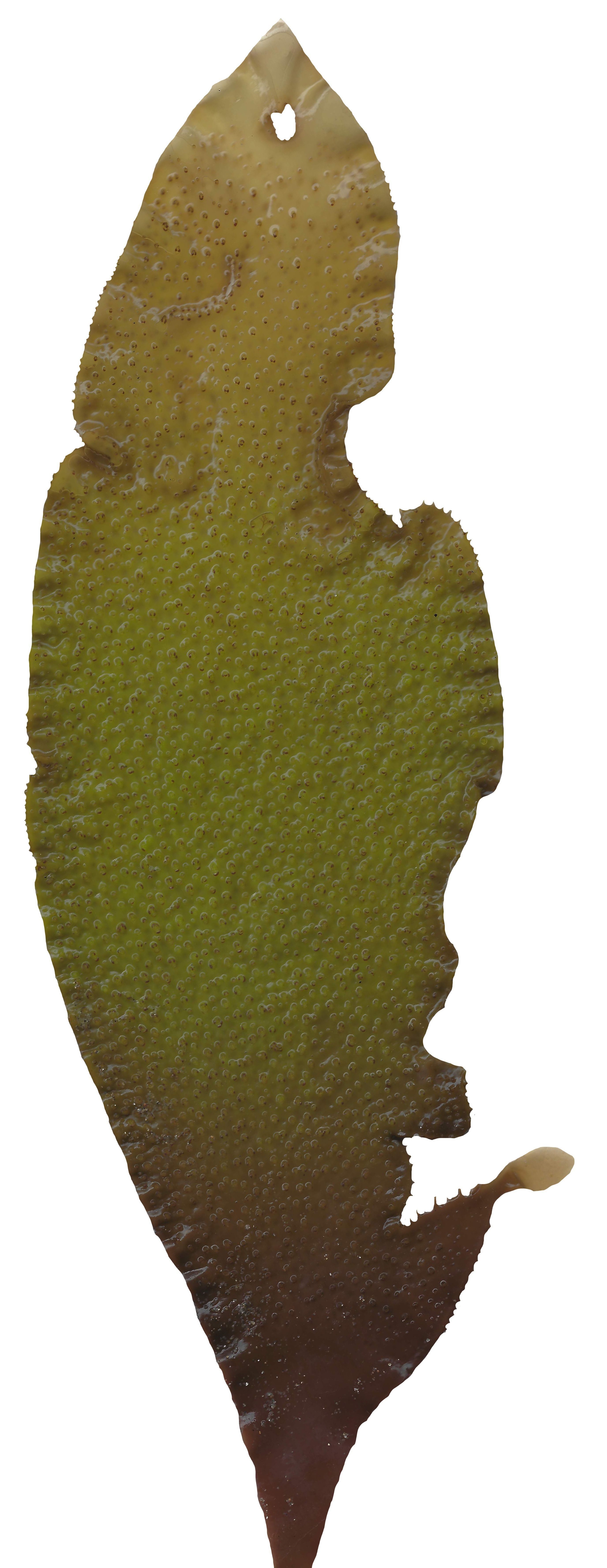 Green Algae Scanned Texture Pack - 16 Textures Texture_9