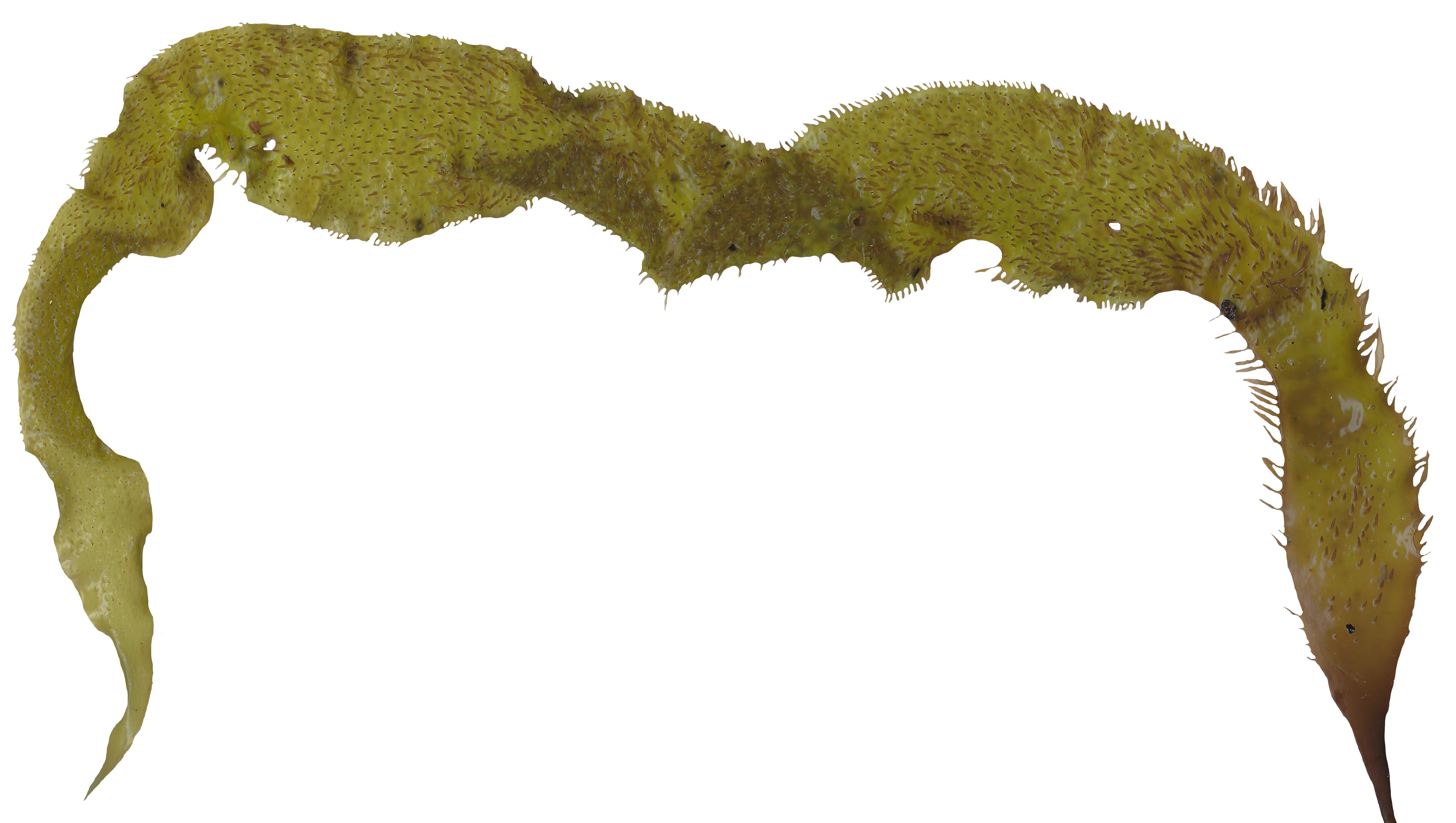 Green Algae Scanned Texture Pack - 16 Textures Texture_16