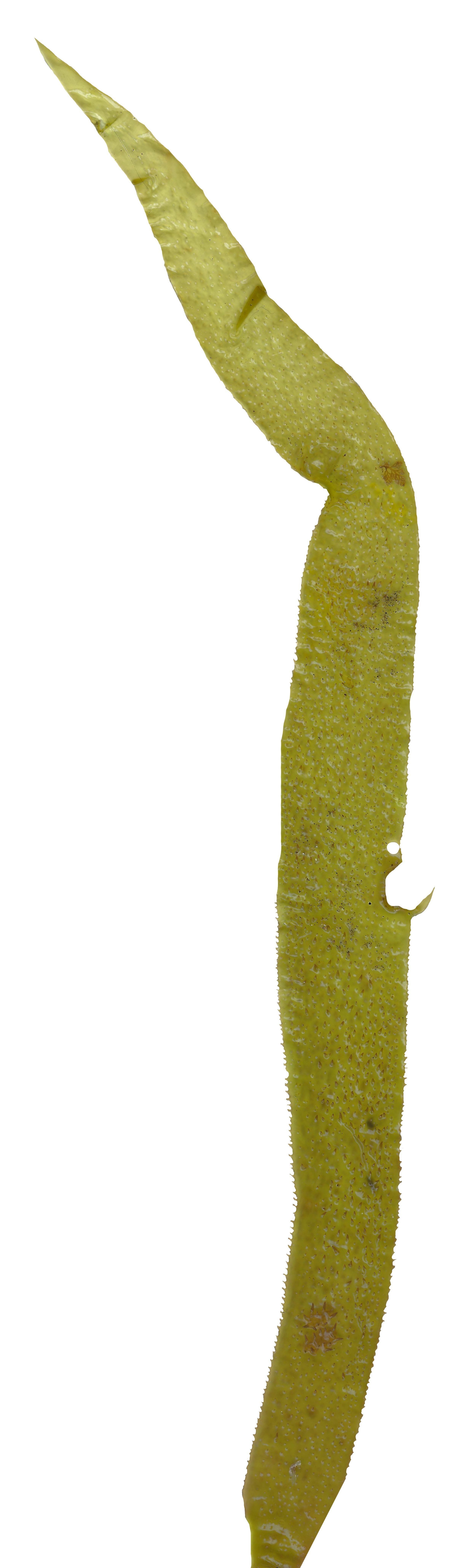 Green Algae Scanned Texture Pack - 16 Textures Texture_10