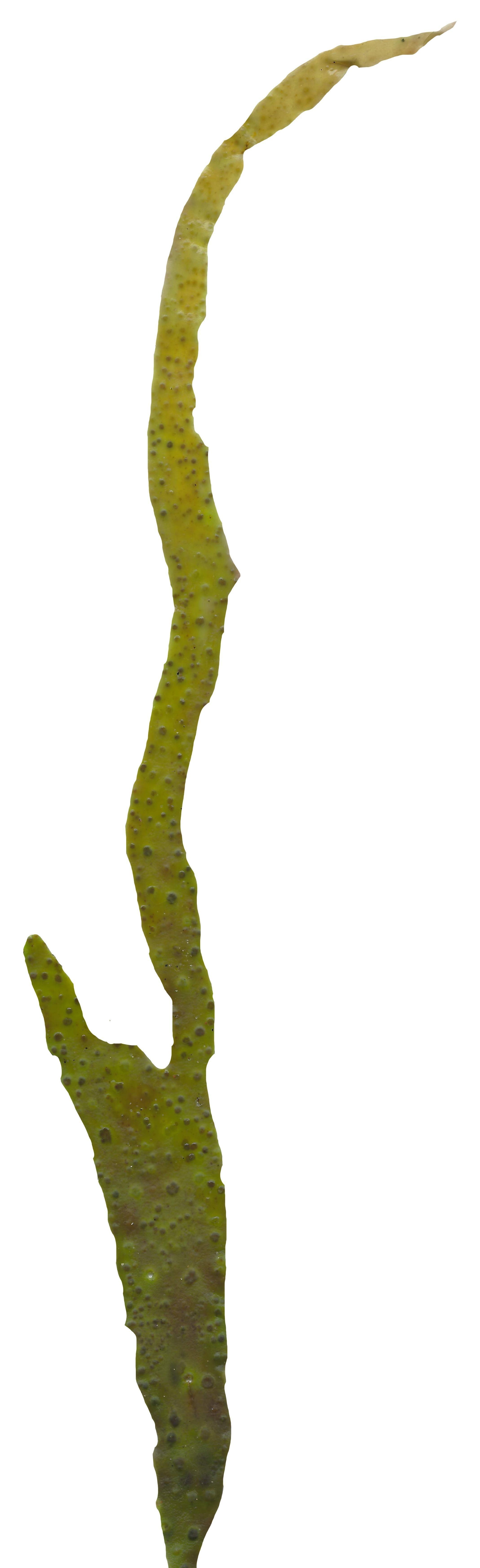 Green Algae Scanned Texture Pack - 16 Textures Texture_13