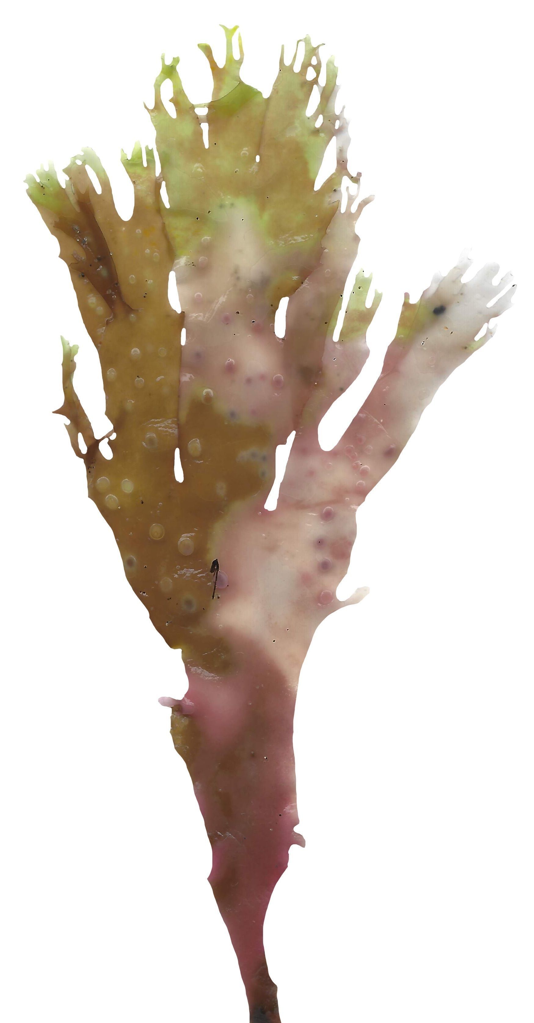 Green Algae Scanned Texture Pack - 16 Textures Texture_11