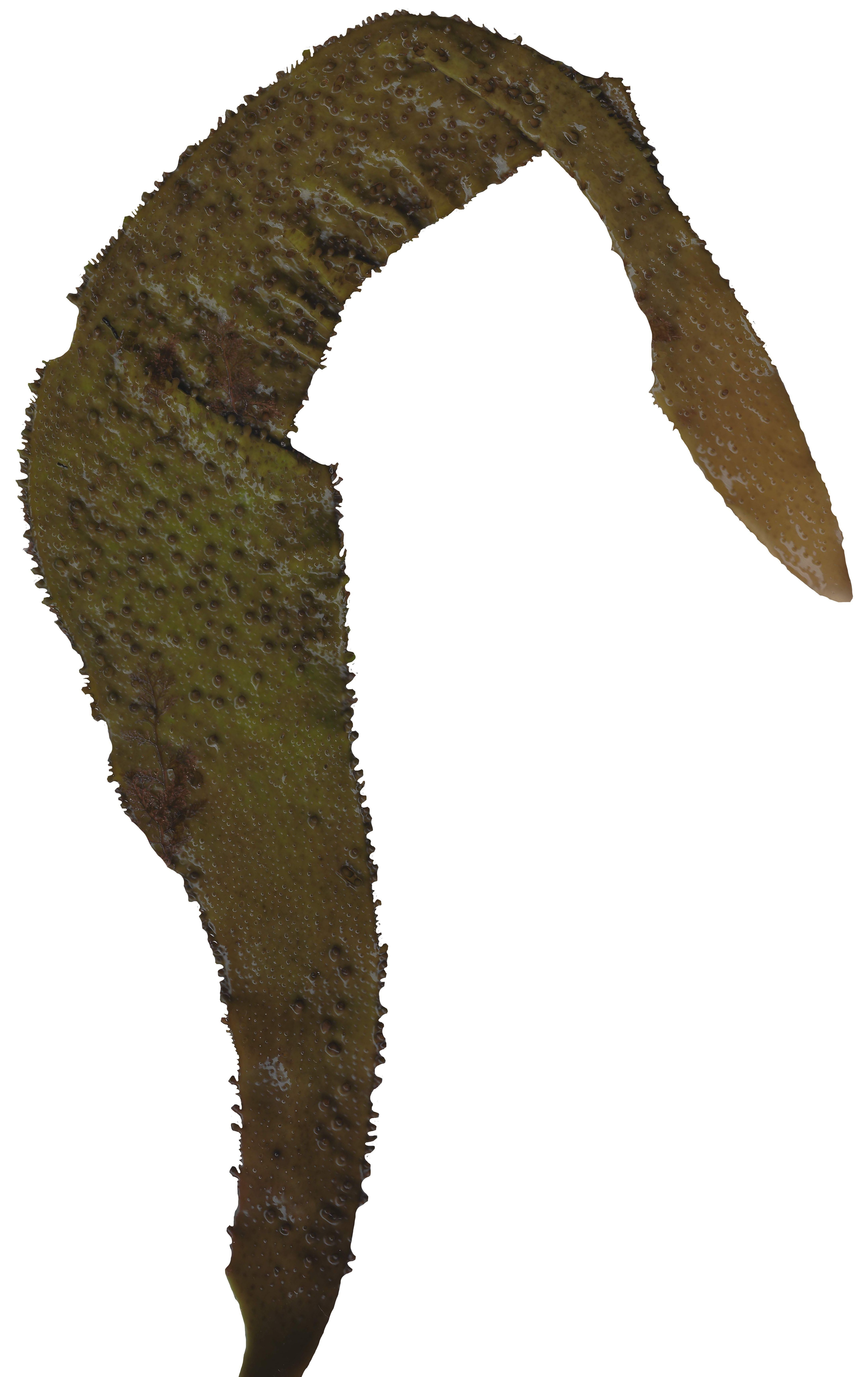 Green Algae Scanned Texture Pack - 16 Textures Texture_4