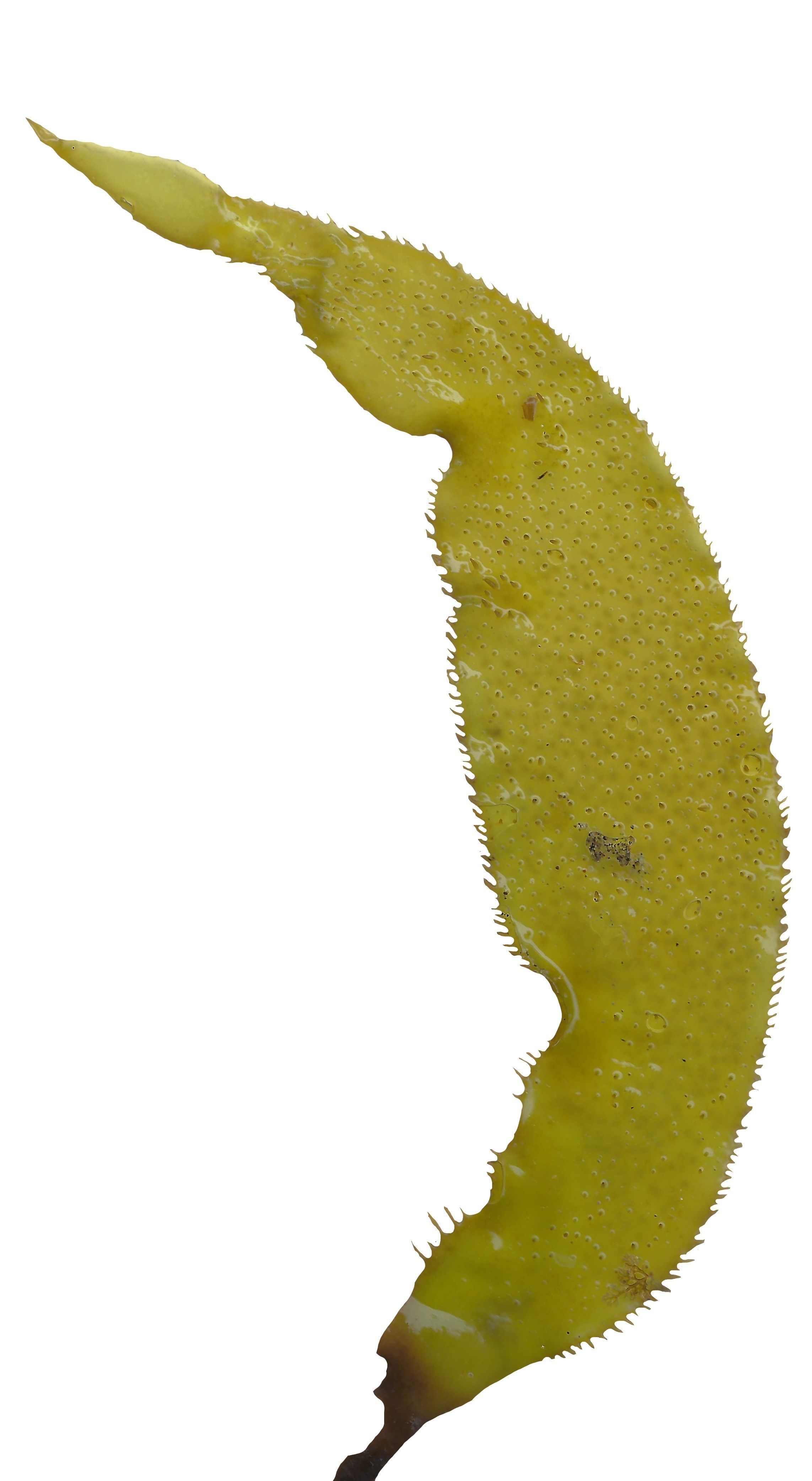 Green Algae Scanned Texture Pack - 16 Textures Texture_15