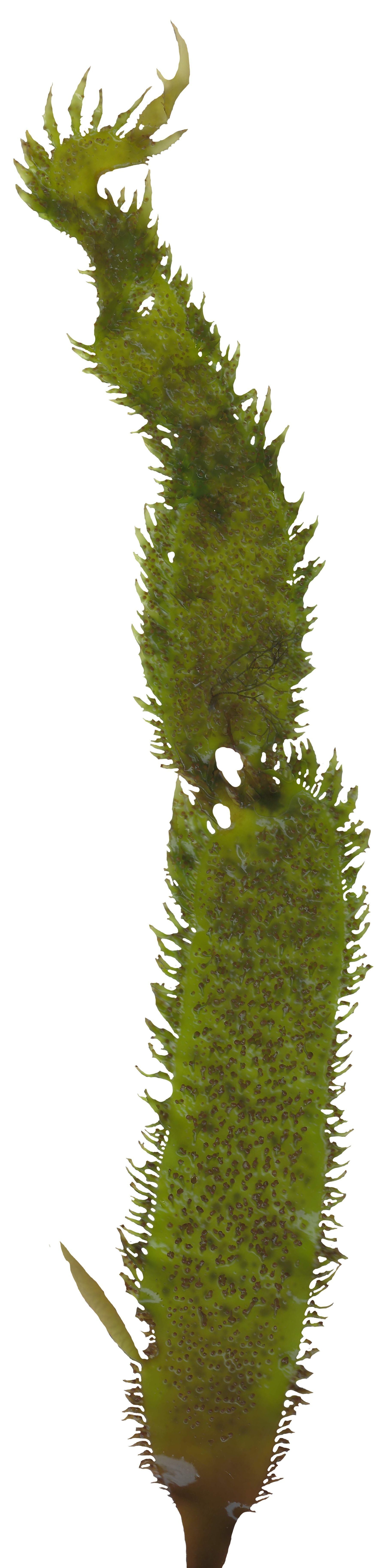 Green Algae Scanned Texture Pack - 16 Textures Texture_3