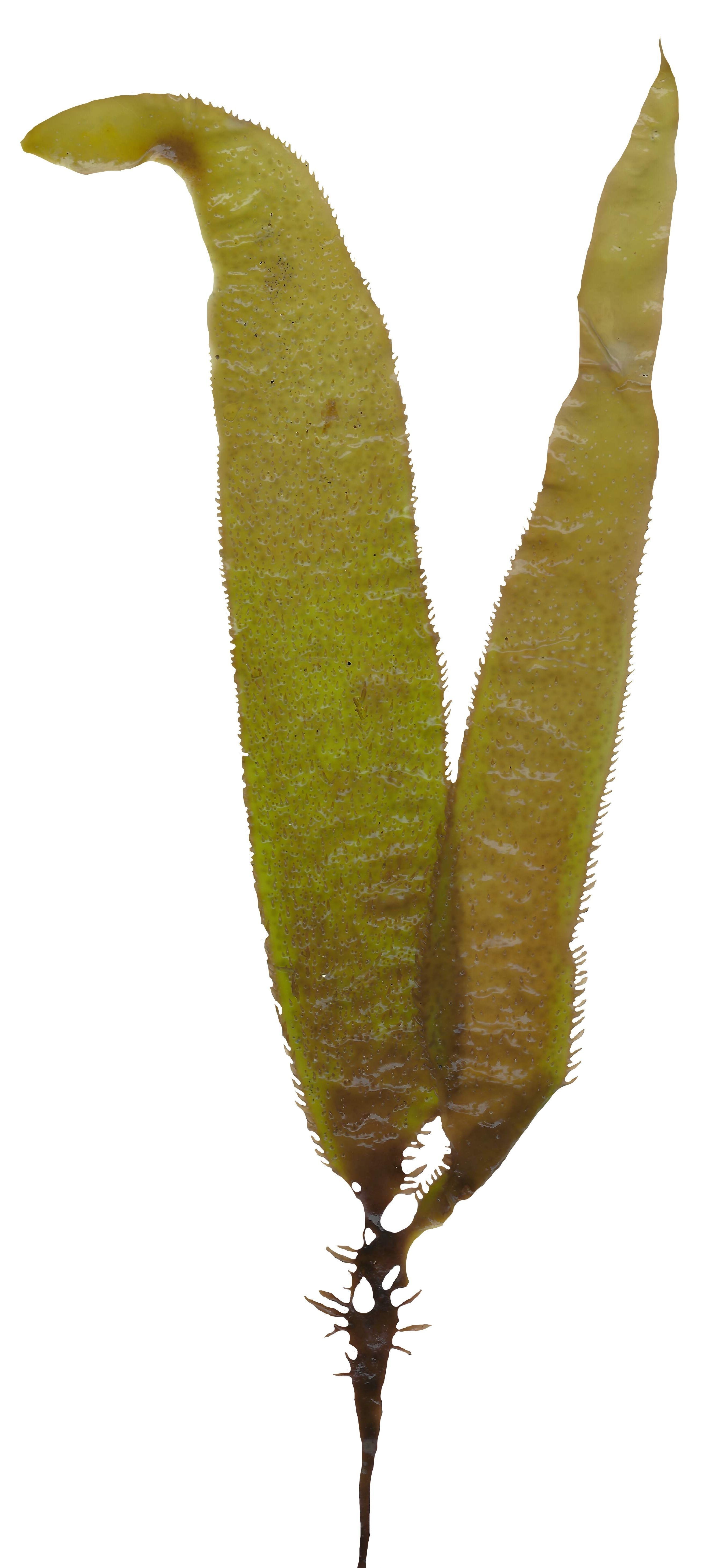 Green Algae Scanned Texture Pack - 16 Textures Texture_8