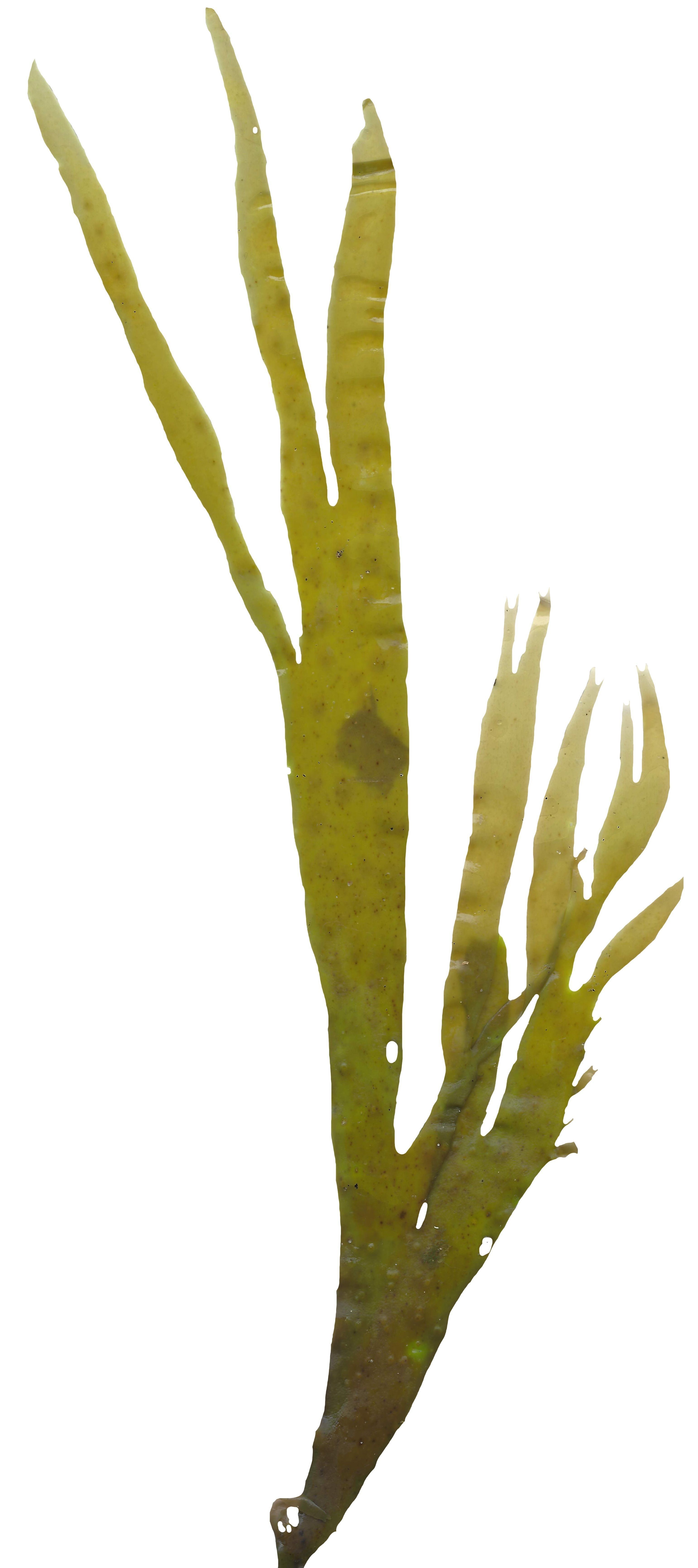 Green Algae Scanned Texture Pack - 16 Textures Texture_12