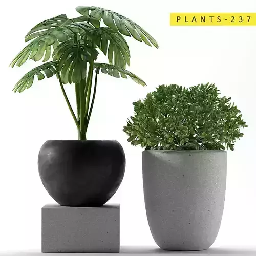 PLANTS 237