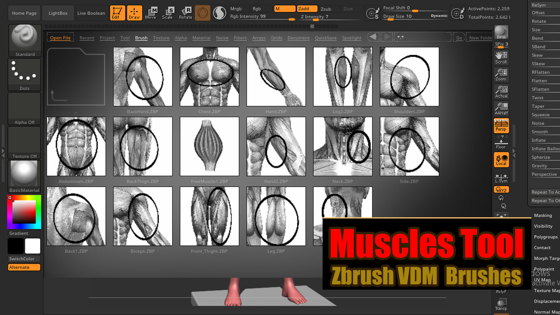 Muscles Tool For Zbrush VDM 3D model_3