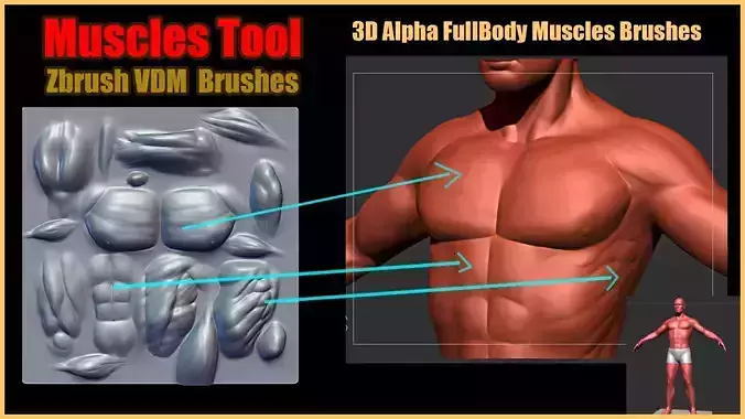 Muscles Tool For Zbrush VDM
