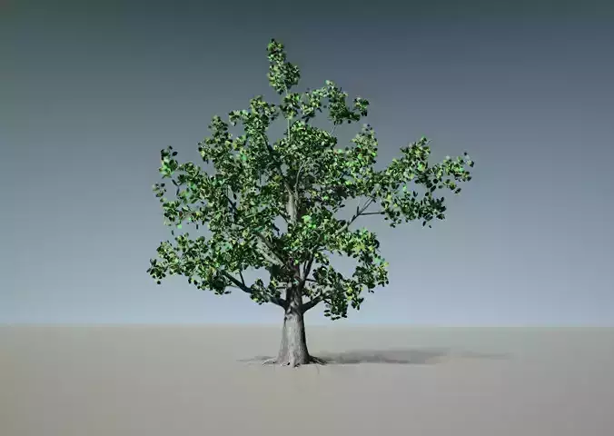 Tree model in desert