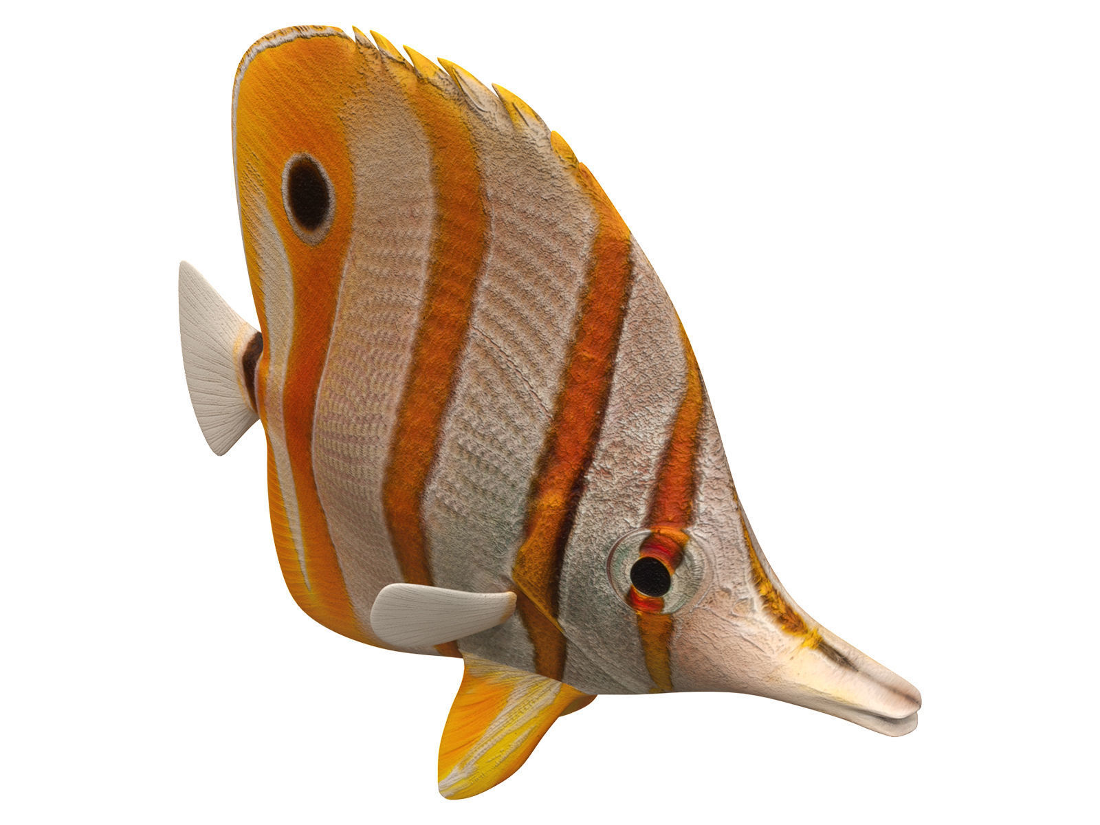 butterfly fish Low-poly 3D model_7