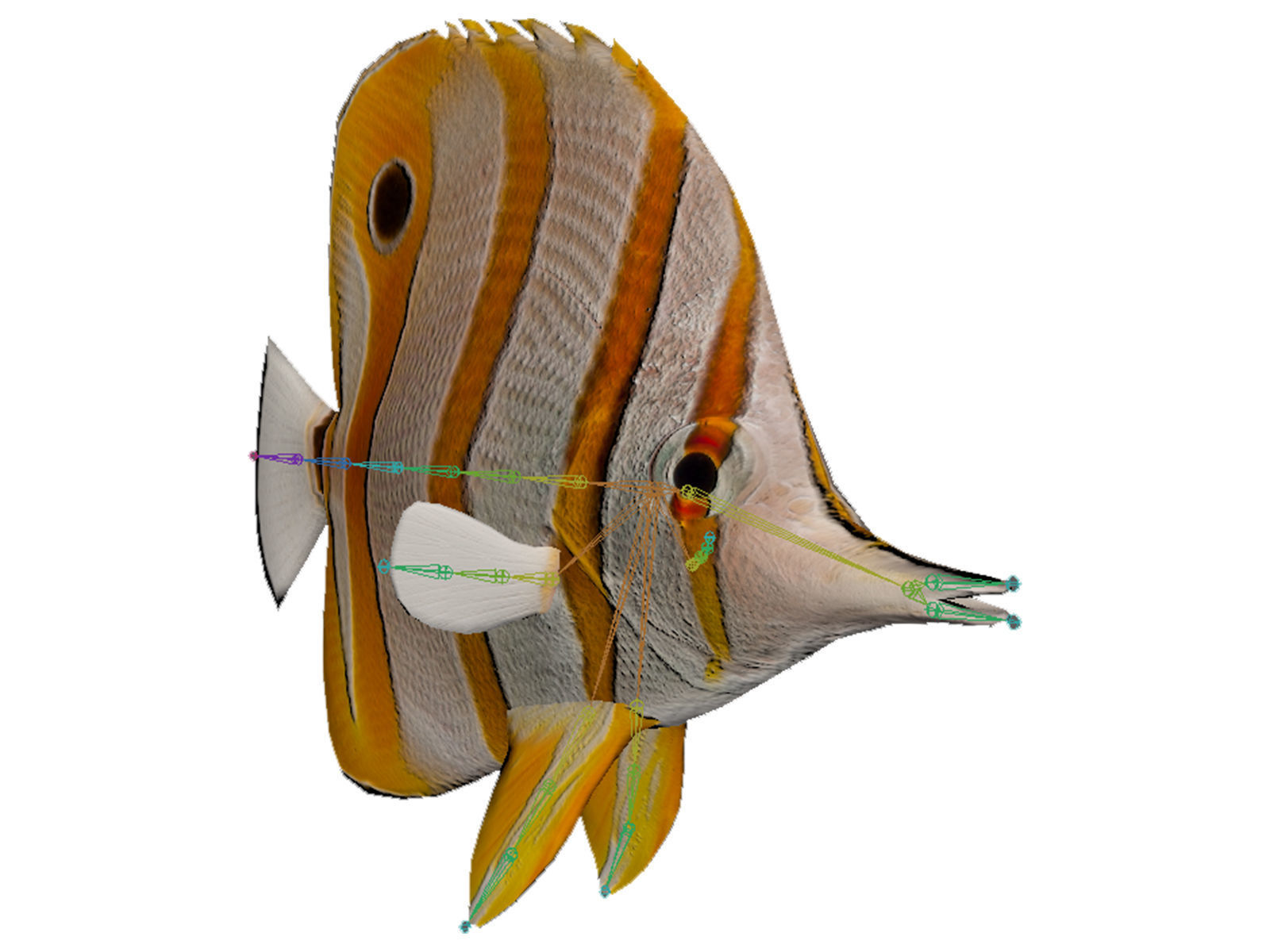 butterfly fish Low-poly 3D model_12