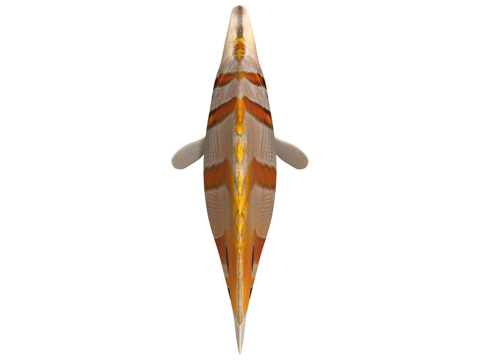 butterfly fish Low-poly 3D model_10