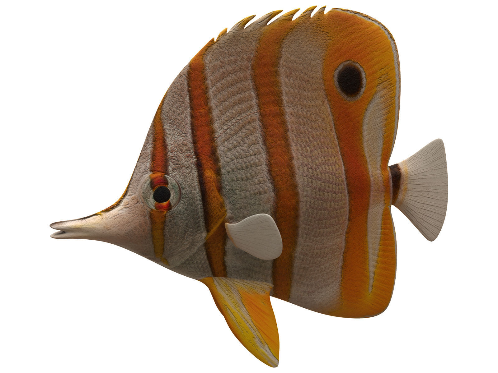 butterfly fish Low-poly 3D model_4