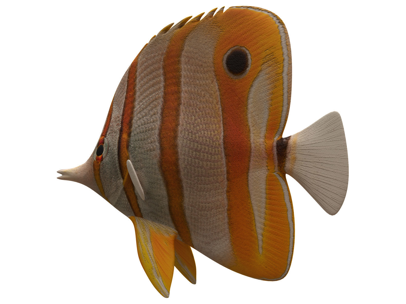butterfly fish Low-poly 3D model_5