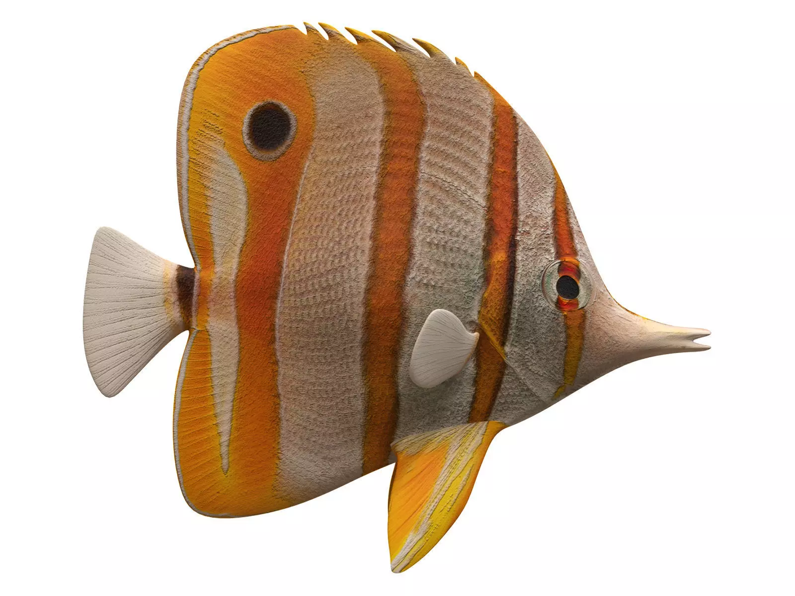 butterfly fish Low-poly 3D model_0