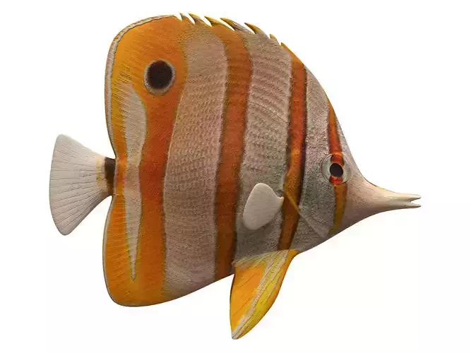 butterfly fish Low-poly 3D model