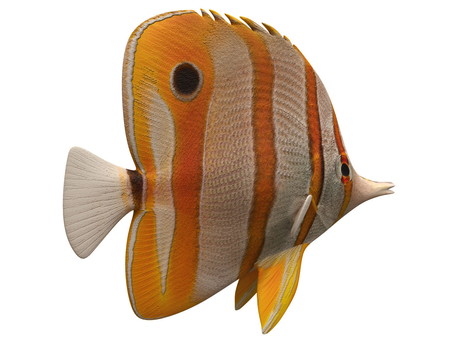 butterfly fish Low-poly 3D model_6