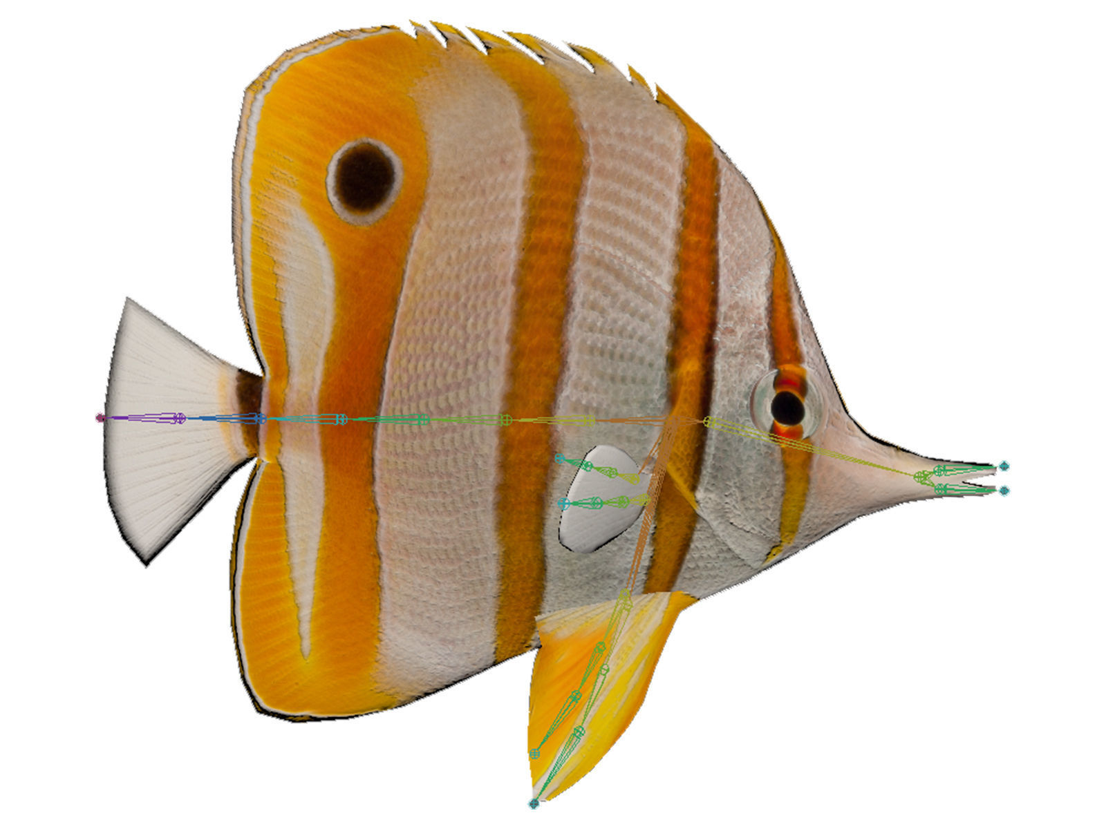 butterfly fish Low-poly 3D model_11