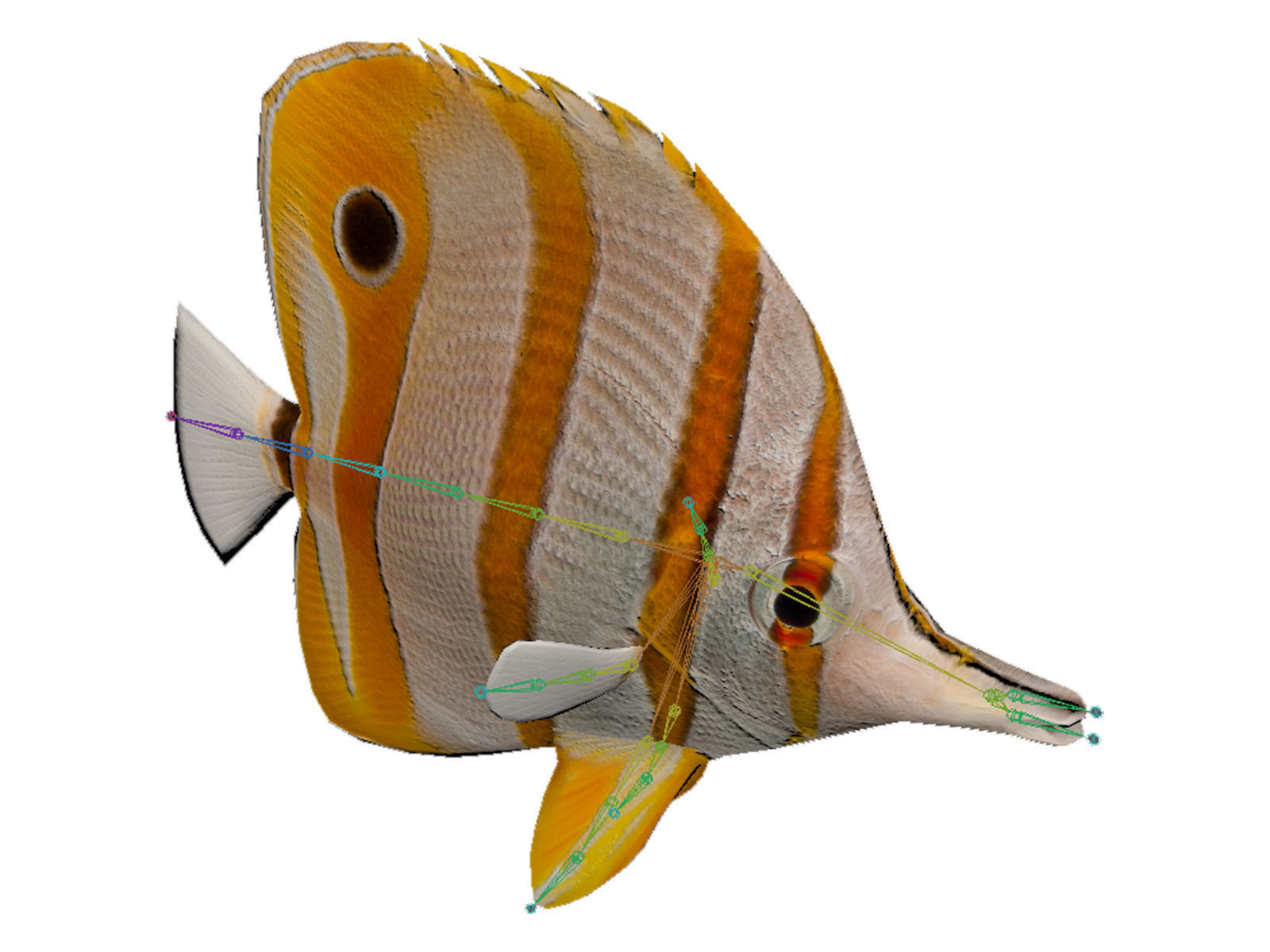 butterfly fish Low-poly 3D model_13