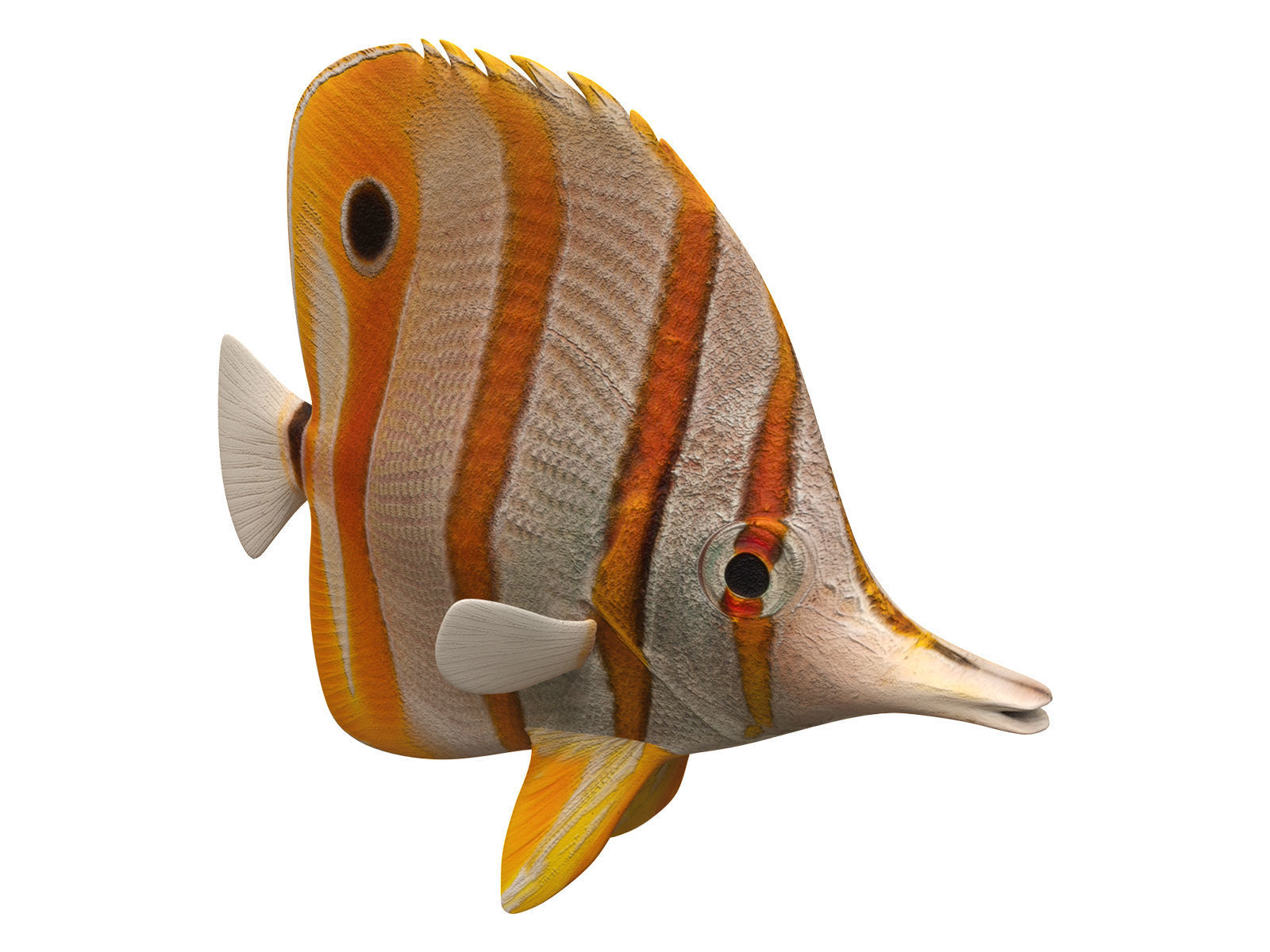 butterfly fish Low-poly 3D model_3