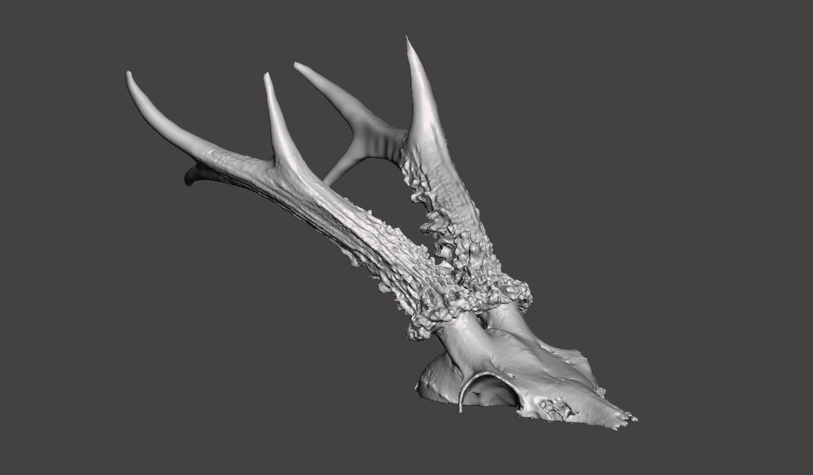 Deer antlers - horns with skull no1 3D print model_1