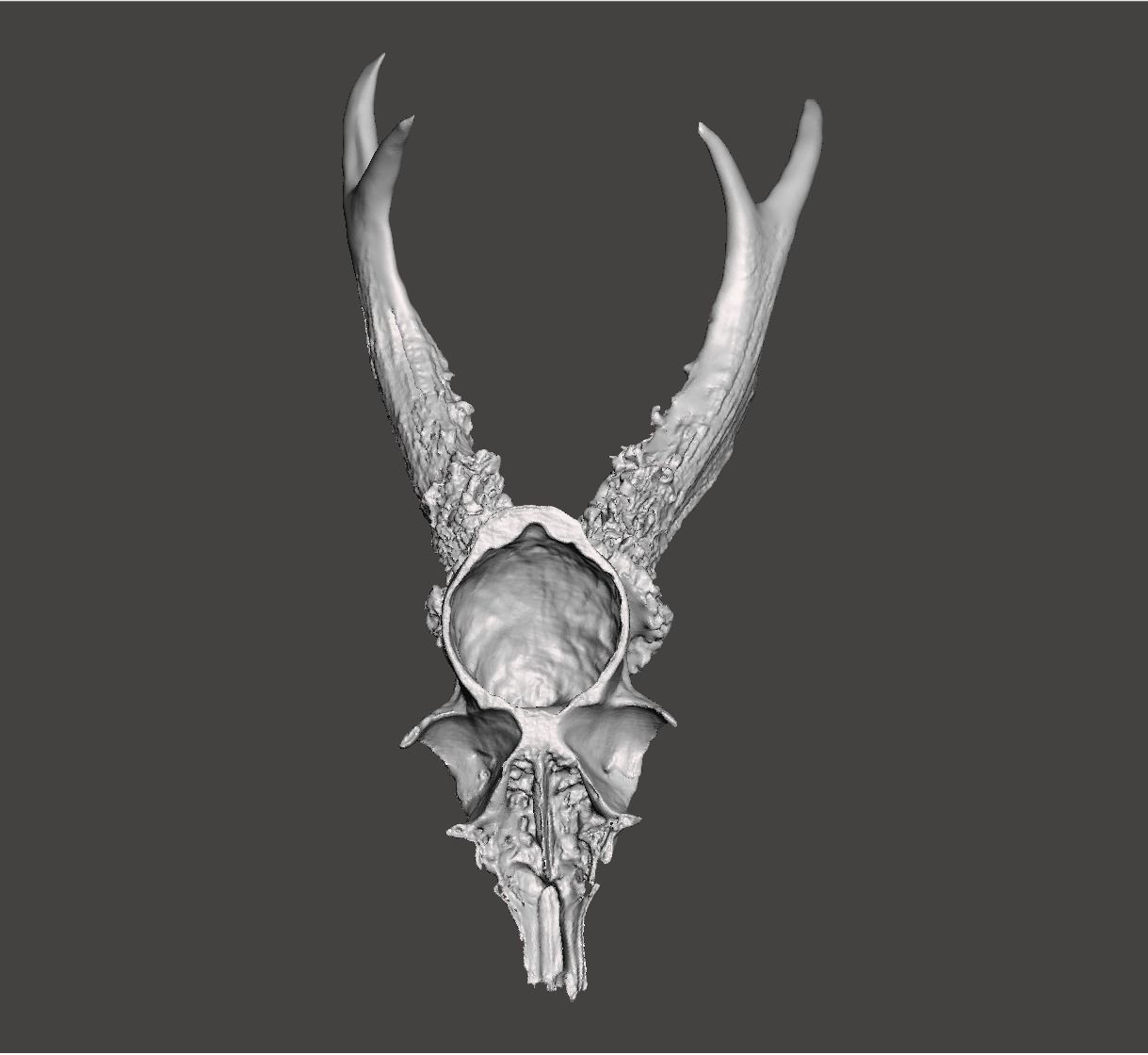 Deer antlers - horns with skull no1 3D print model_5
