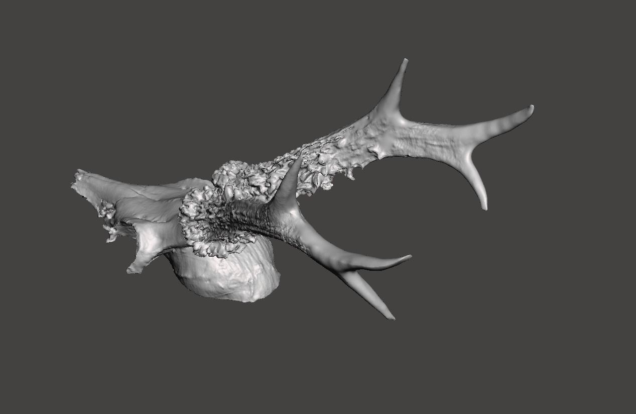 Deer antlers - horns with skull no1 3D print model_3