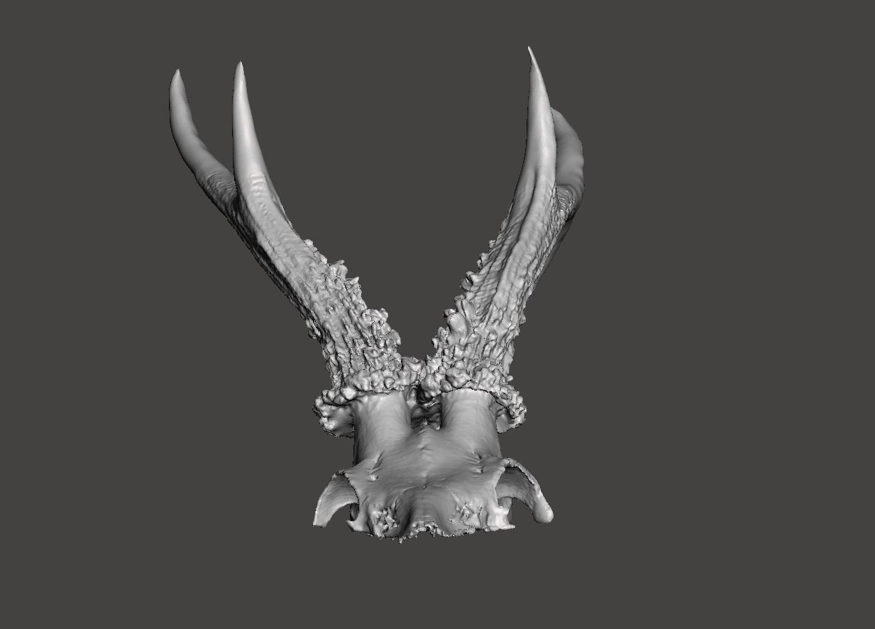 Deer antlers - horns with skull no1 3D print model_2