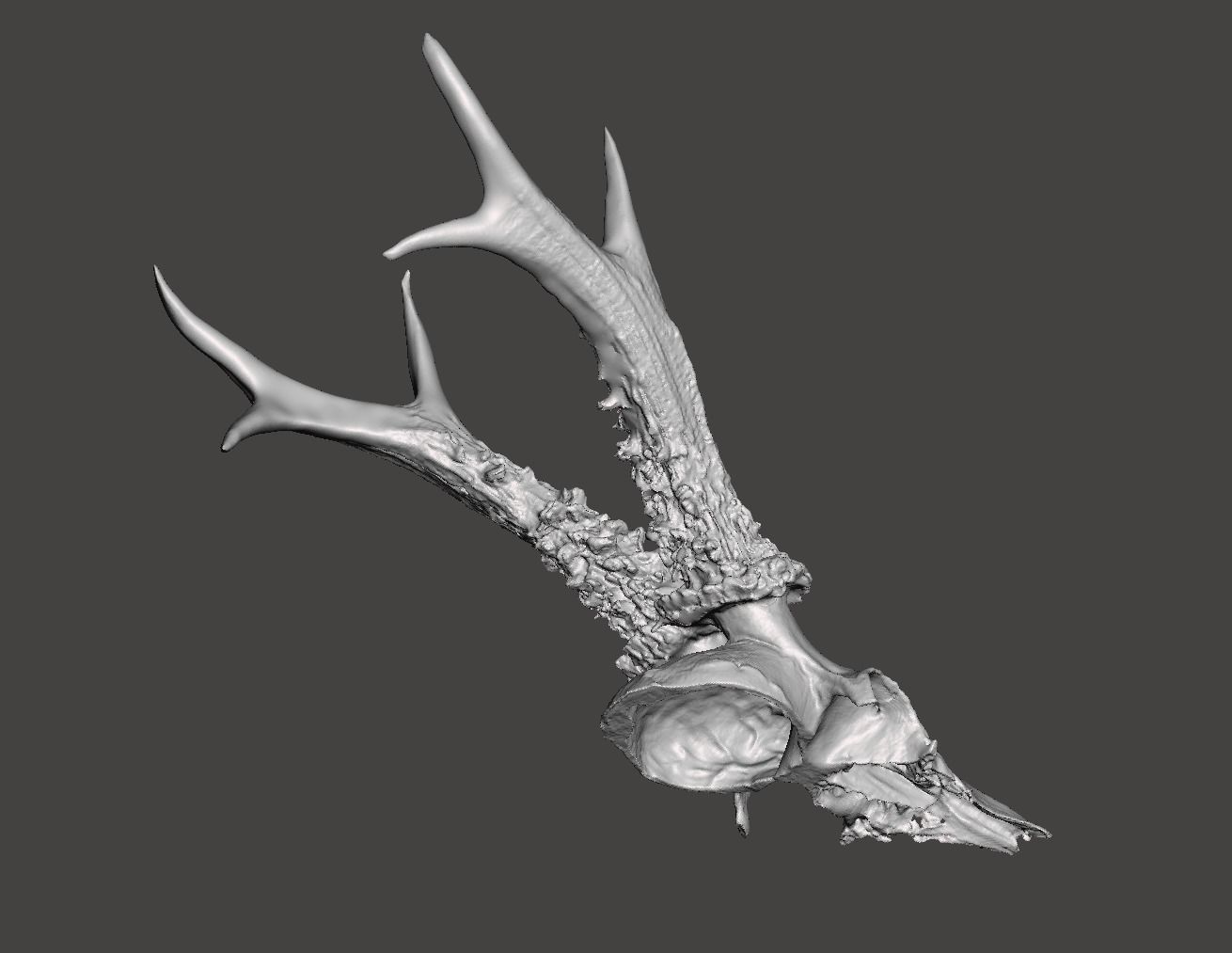 Deer antlers - horns with skull no1 3D print model_4