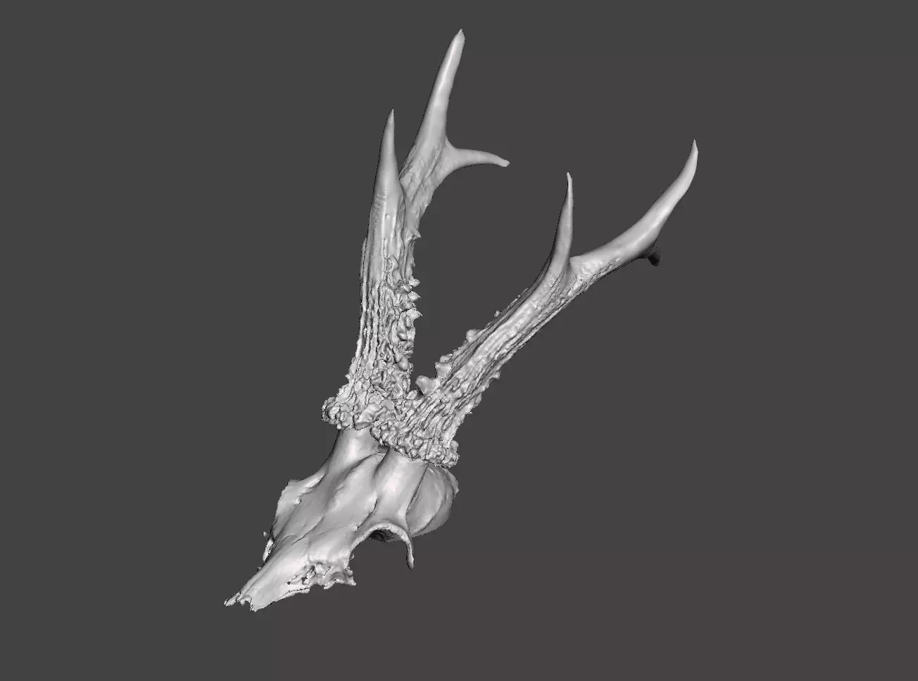 Deer antlers - horns with skull no1 3D print model_0