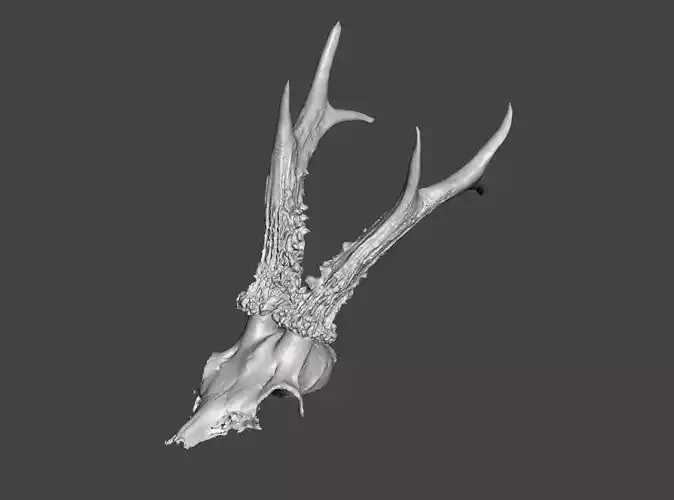 Deer antlers - horns with skull no1 3D print model