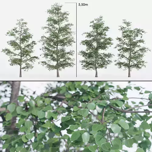 Tree Set 01 Linden 3D model
