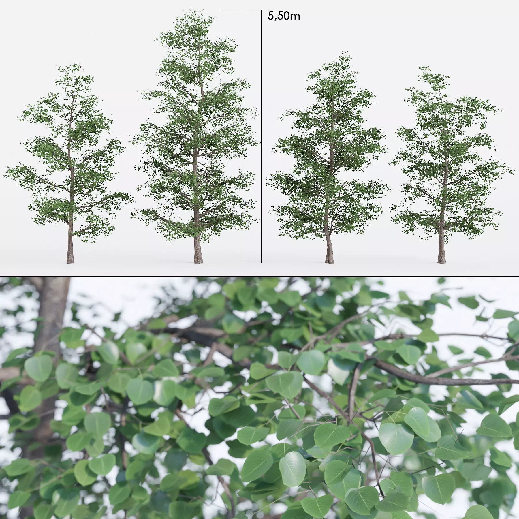 Tree Set 01 Linden 3D model
