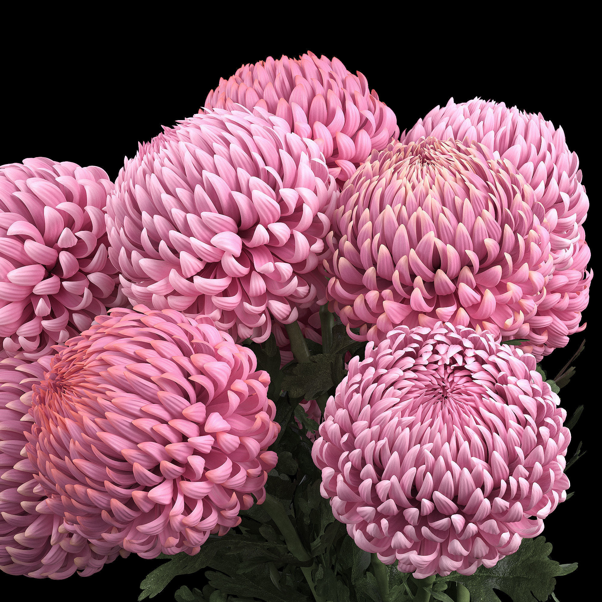 Chrysanthemum big 3D model_4