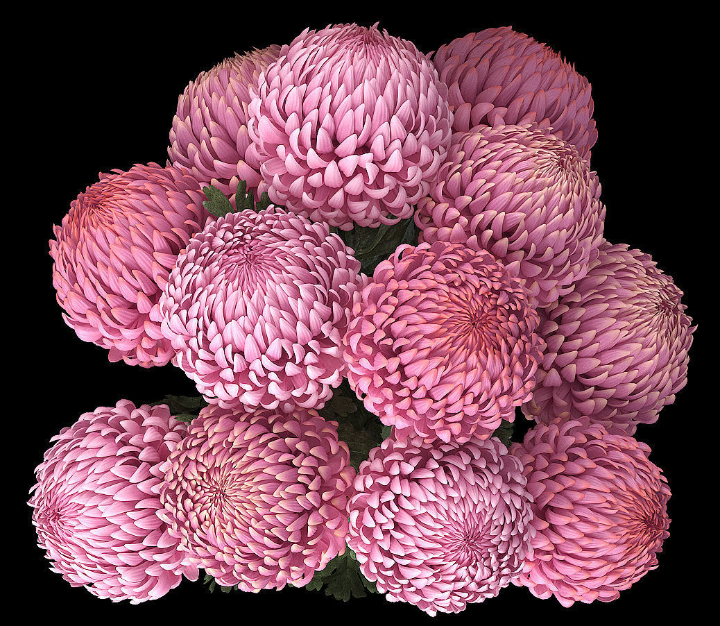 Chrysanthemum big 3D model_3