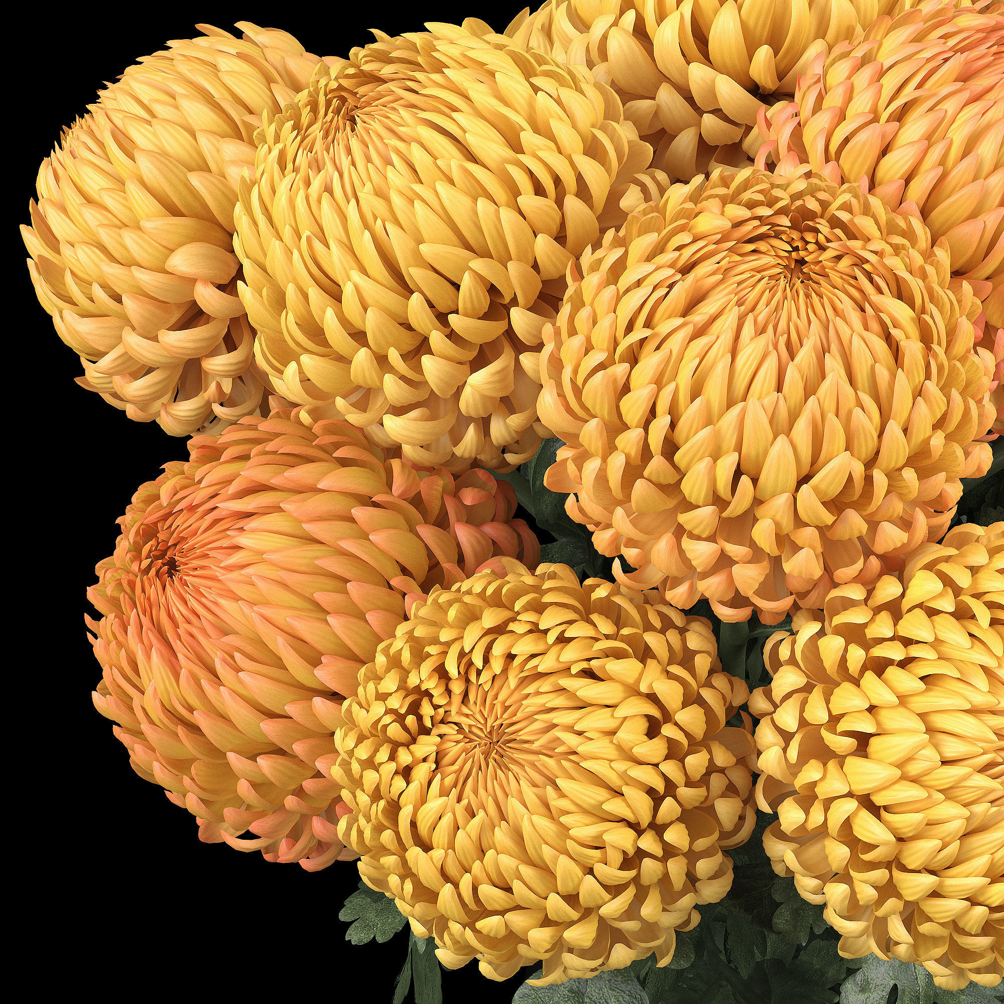 Chrysanthemum big 3D model_1