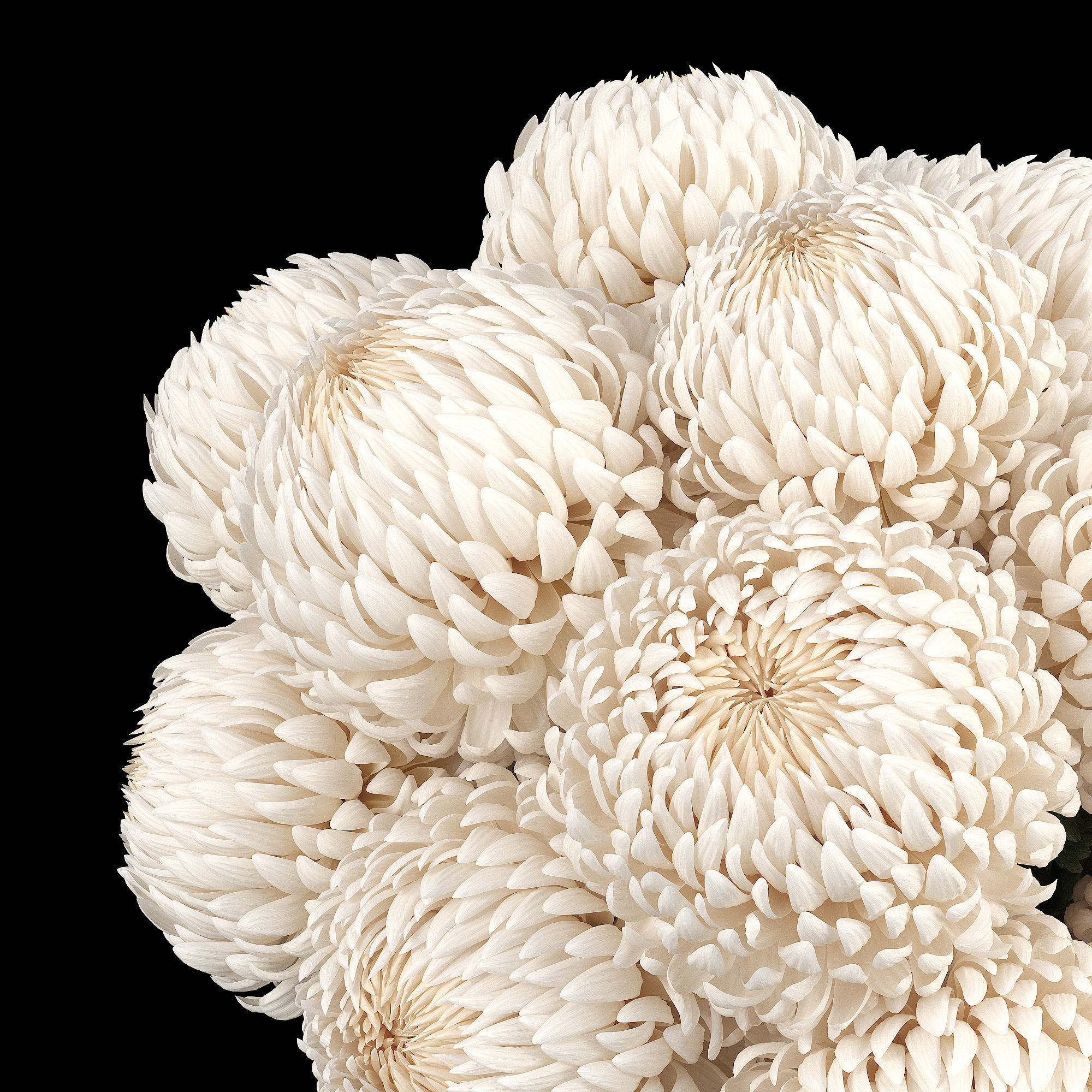 Chrysanthemum small 3D model_1