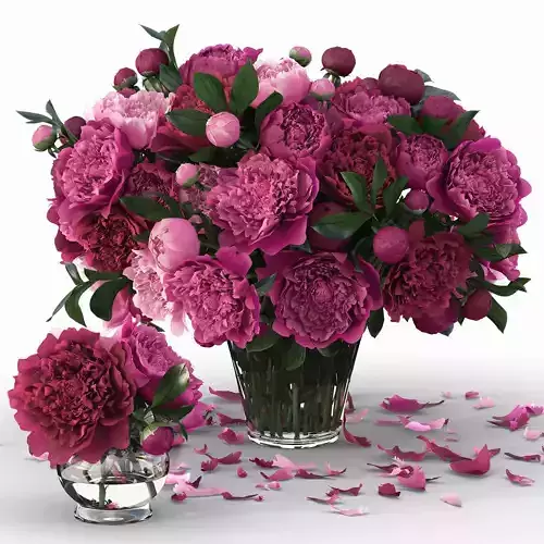 Peonies in vase