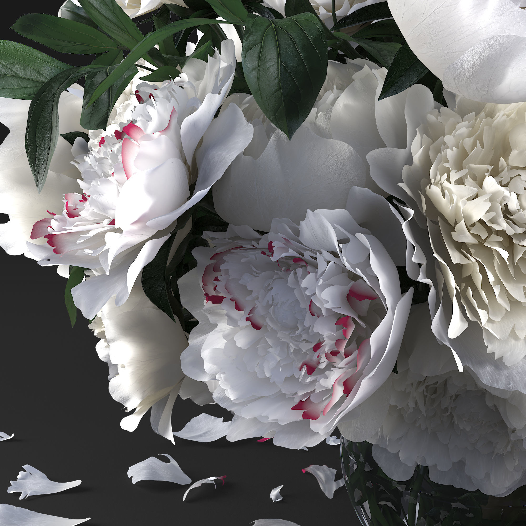 White peonies 3D model_4