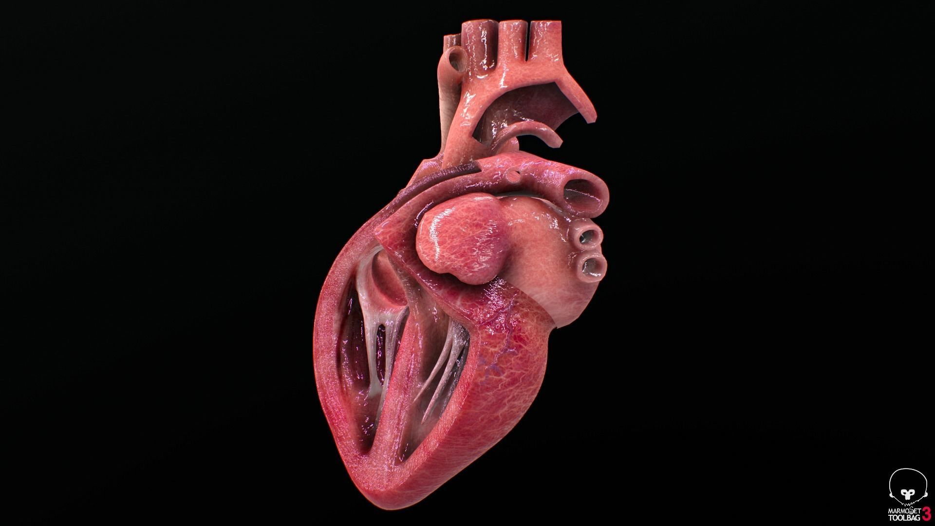 Human Heart Low-poly 3D model_9