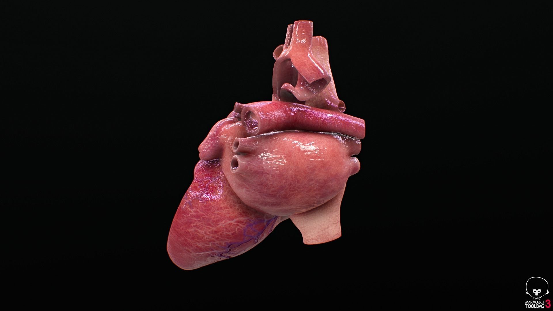 Human Heart Low-poly 3D model_8