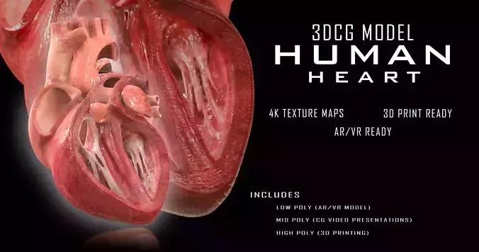 Human Heart Low-poly 3D model