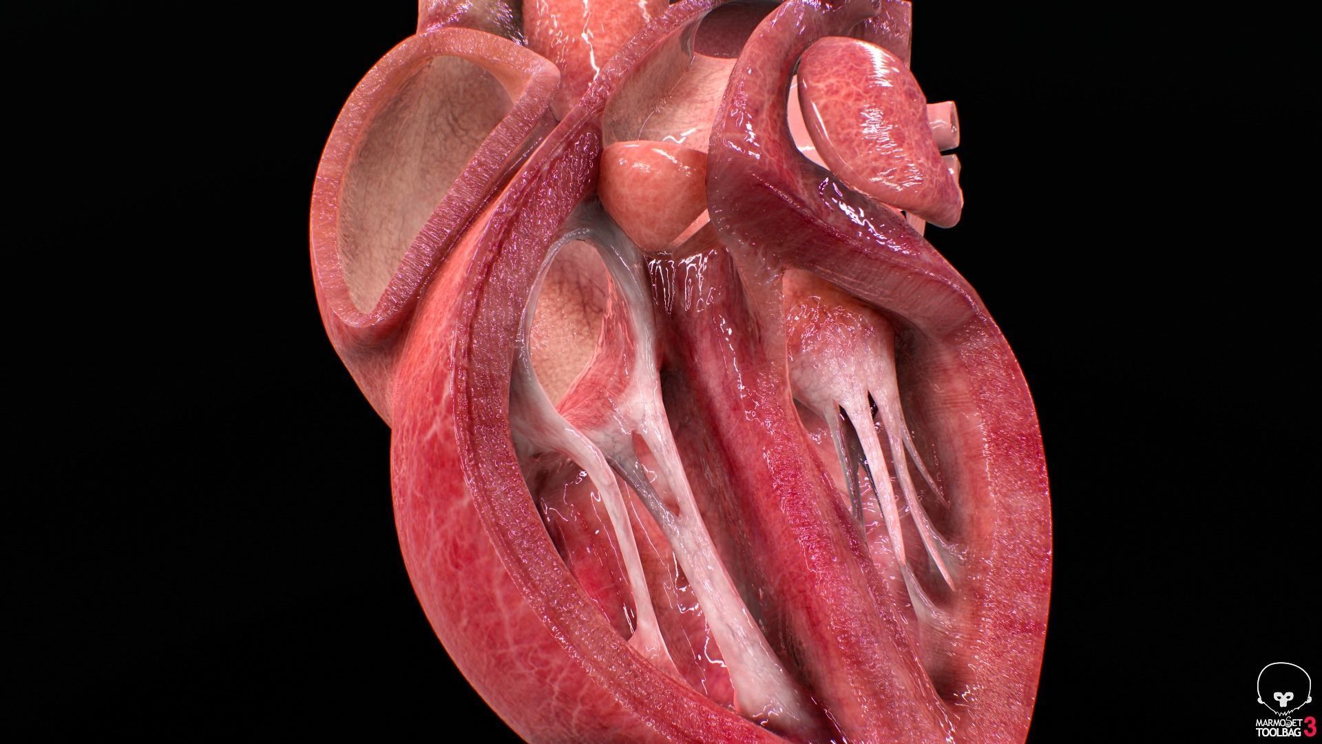 Human Heart Low-poly 3D model_13