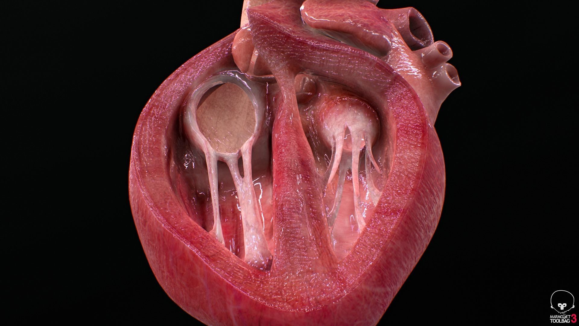 Human Heart Low-poly 3D model_12