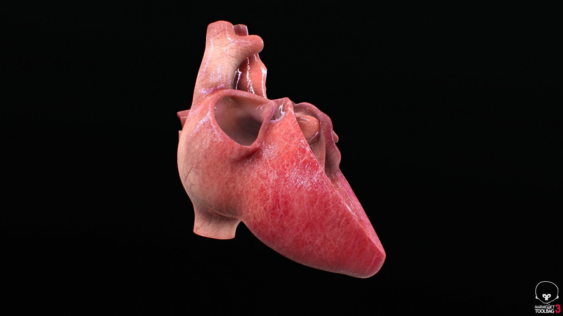 Human Heart Low-poly 3D model_6